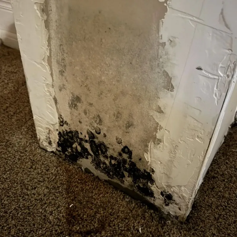 Professional Mold Removal in Dickenson County, VA